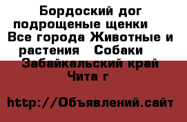 Бордоский дог подрощеные щенки.  - Все города Животные и растения » Собаки   . Забайкальский край,Чита г.